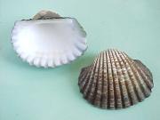 Arca granosa 